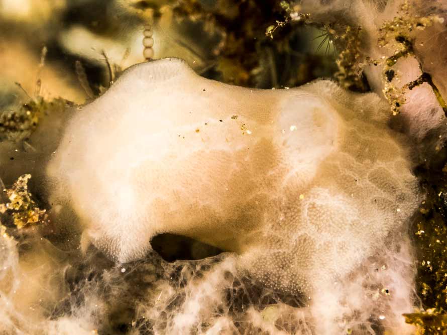 Jorunna sp. 9